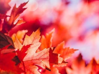 Naturopathie automnale